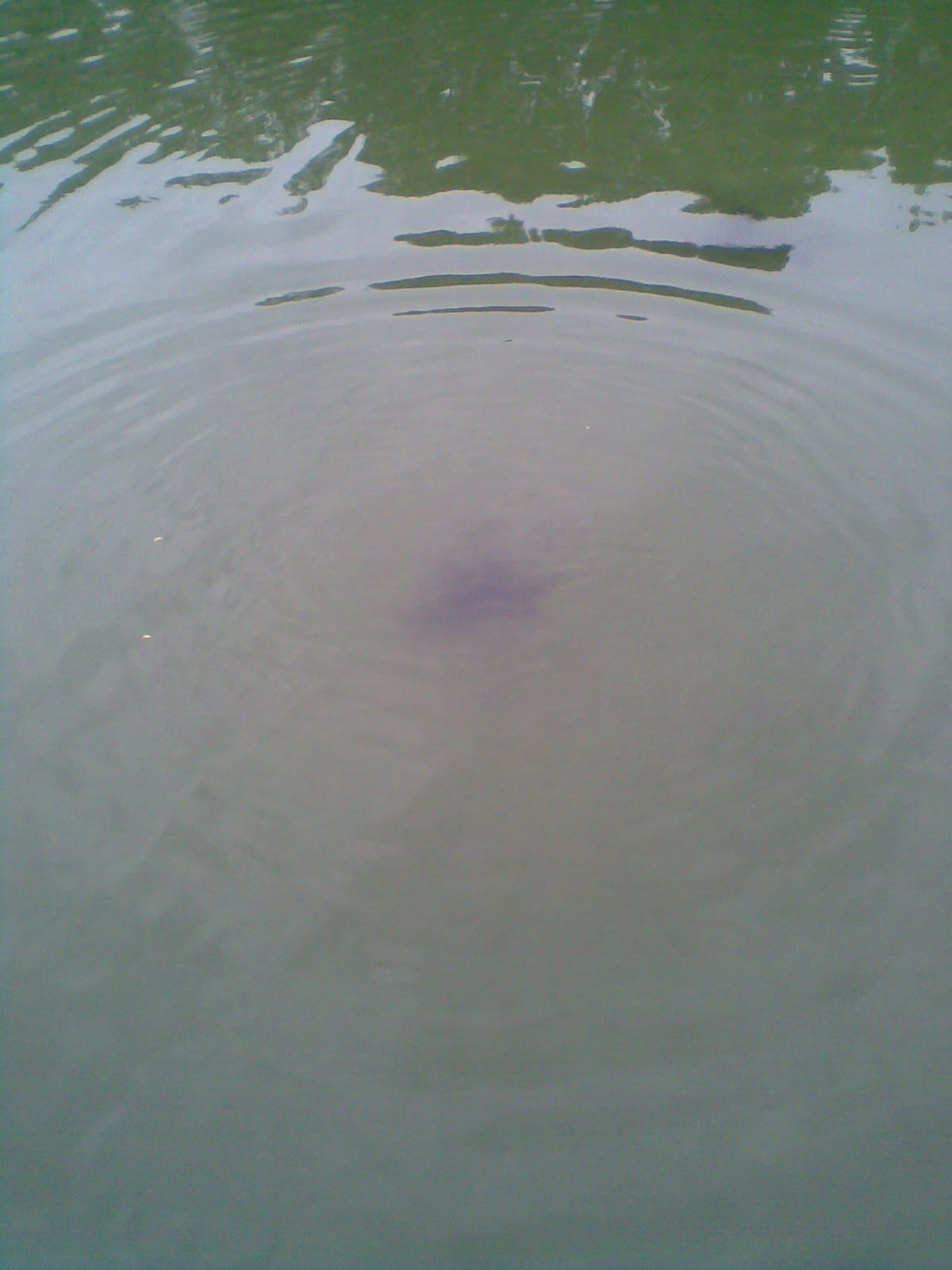 FTM Amino Flash Wolkenbildner