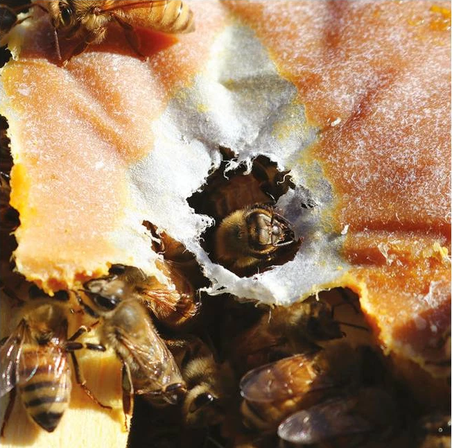 Ultra Bee Pulverfutter 18 kg Sack