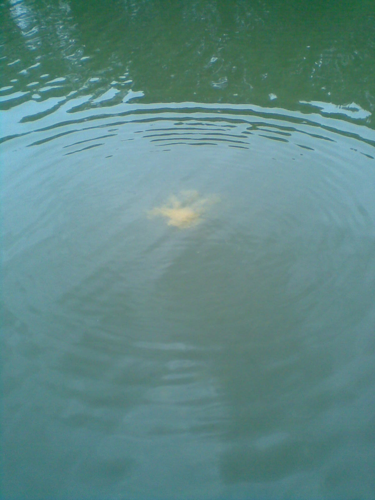 FTM Amino Flash Wolkenbildner